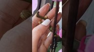 ДЕТКИ не будет... ТРИ НЕДЕЛИ СПУСТЯ, результат.