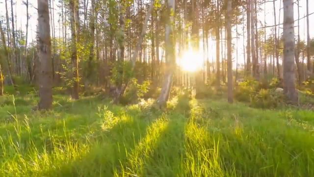Nuclear forests - Вишнёвый сад