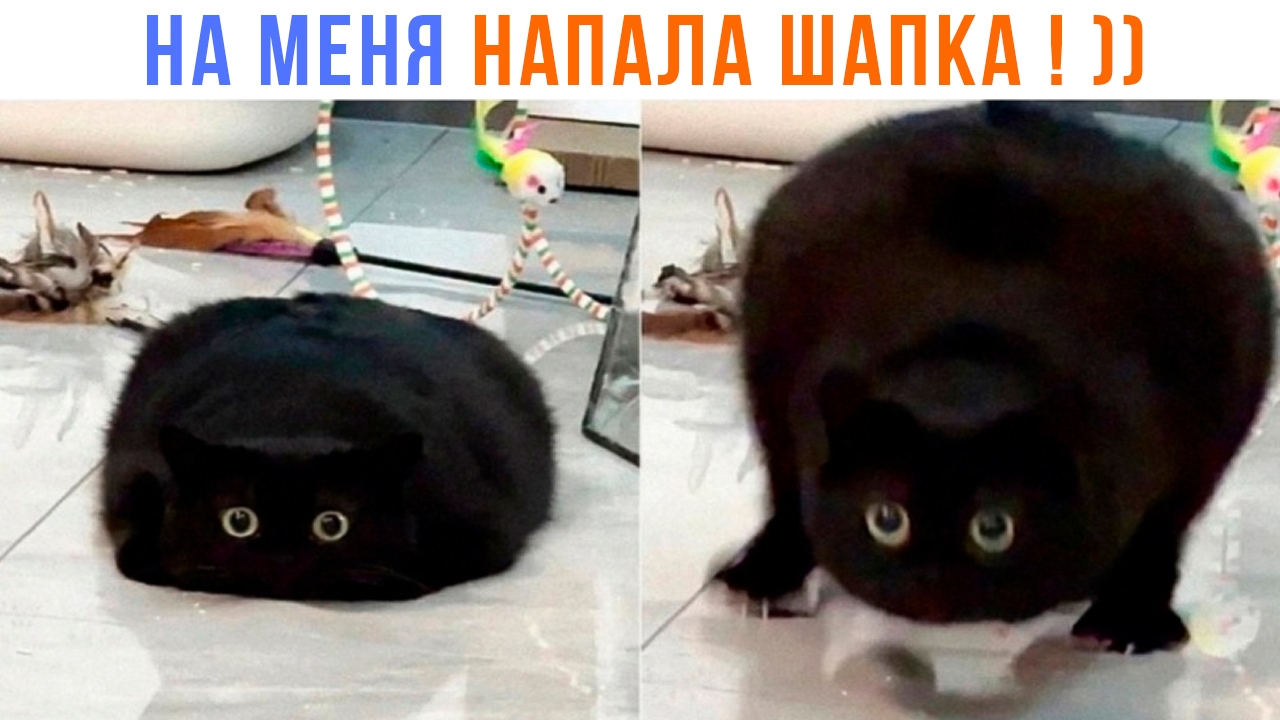 ААА! ШАПКА НАПАЛА! ))) | Приколы с котами | Мемозг 1424