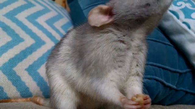 Cute Dumbo Rat Eating A Cherrio