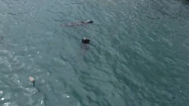 Тюлени со звуком