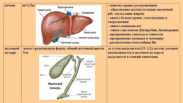 Видеозанятие "Пищеварительная система человека"