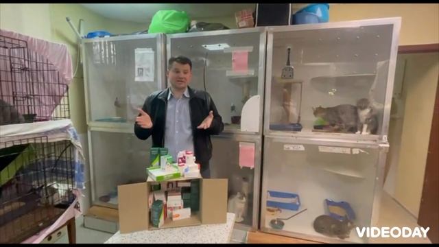 Помощь приюту для бездомных животных