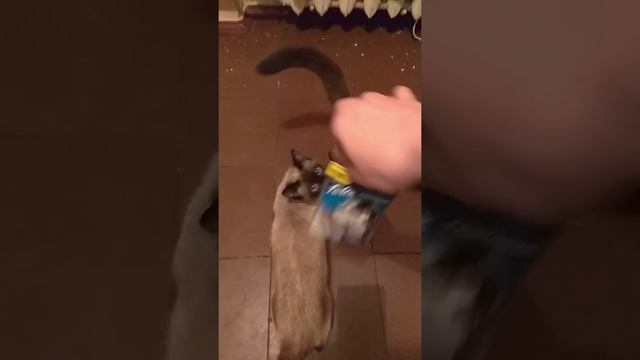 Felix корм fantastic