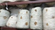 обработка грибных блоков лампой ДРЛ 400