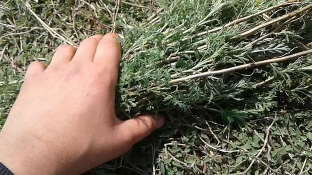 КОРМИМ КРОЛИКОВ ПОЛЫНЬЮ.ВСЕ ПРО ПОЛЫНЬ.КАЛИФОРНИЯ.БАБОЧКИ.ДЕРЕВЕНСКИЕ БУДНИ.КРАСОТА.