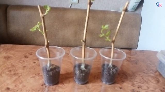 Укоренение черенков винограда 3ч