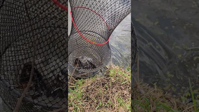 фидер на р.Десна #рыболовтроицк #tinao_fishing
