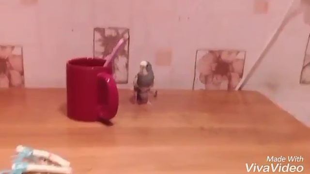 Мой Чико Заговорил!!!!!!!!!