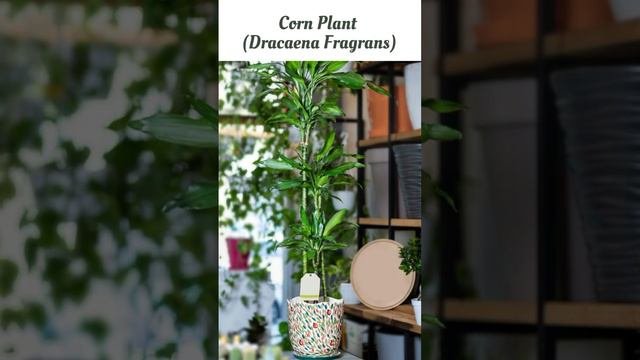 Best Indoor Trees and Plants to Grow your Living Room. #indoorplants