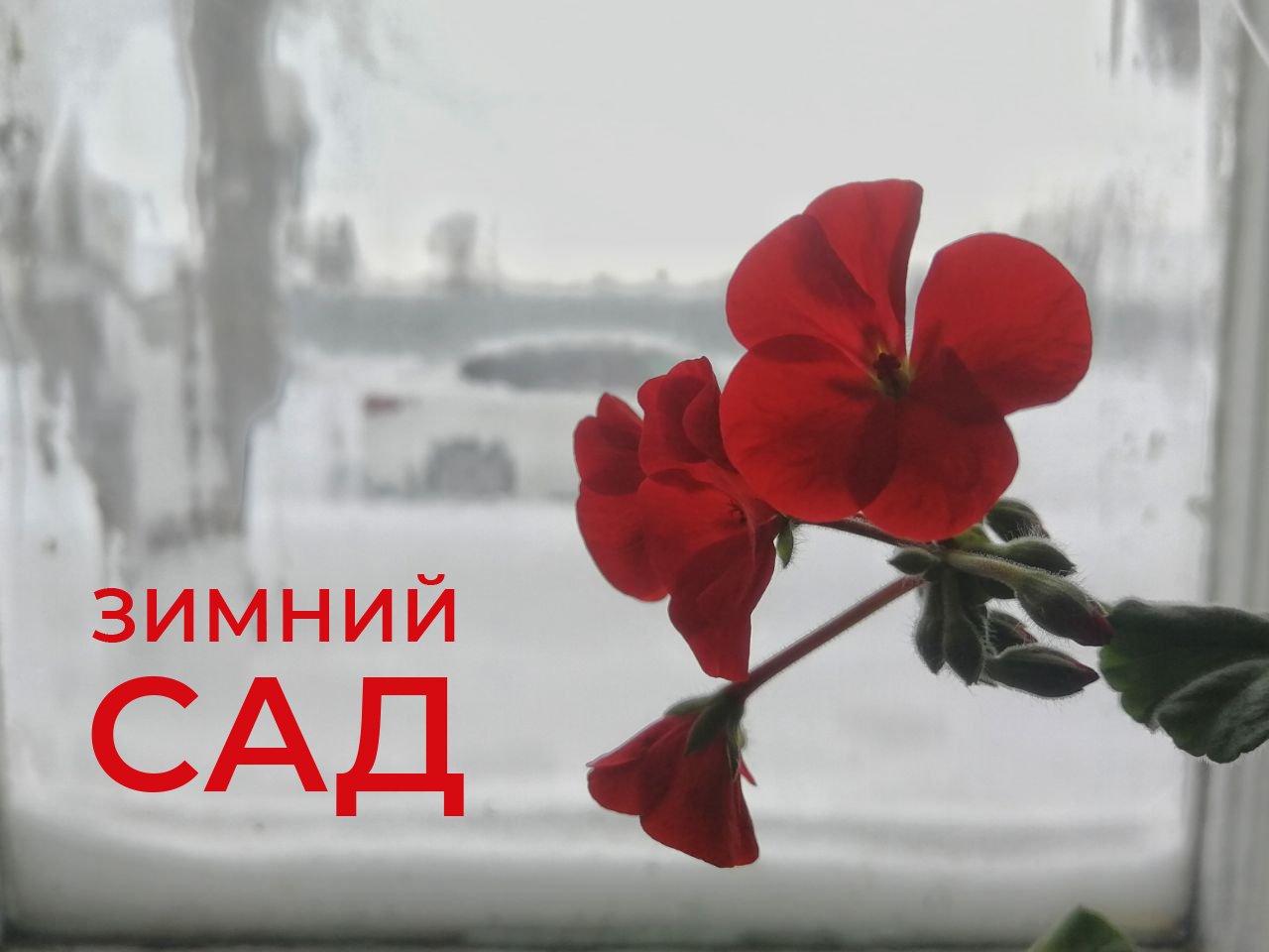 "Зимний сад" или чем заняться в свободное от огорода время
