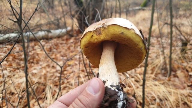 БЕЛЫЕ ГРИБЫ КРАСАВЦЫ И БОРОВИКИ ОТМОРОЗКИ ! ГРИБНОЕ ТУРНЕ НА ВОСТОК ! Грибы 2020 !