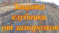 Как уберечь клубнику от заморозков. Подготовка к зиме теплолюбивых растений.
