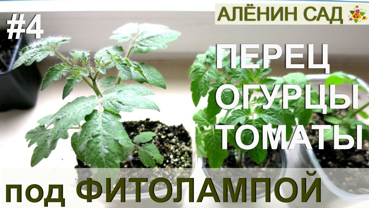 Перец, огурцы, томаты, базилик и руккола под фитолампой и без... Заметна разница!!!