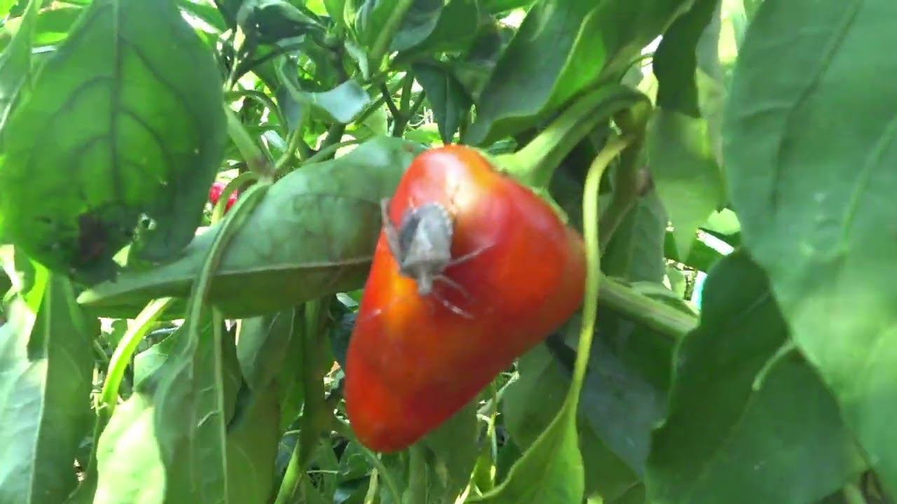 Батины пинаты. Часть-1