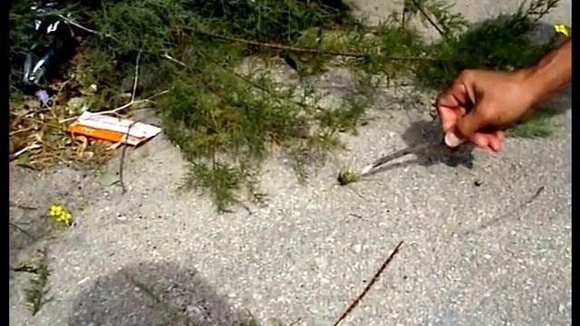 Насекомое:  саранча или кузнечик?  Кто это? Крым. Новоозерное.