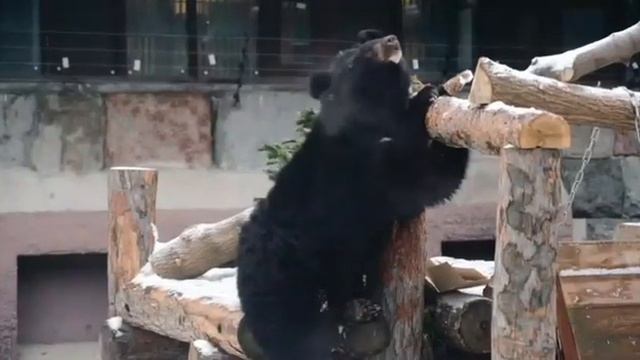 ГИМАЛАйСКИЙ МЕДВЕДЬ МОСкОВСКИЙ зооПарк?HIMALAYAN BEAR MOSCOW ZOO?