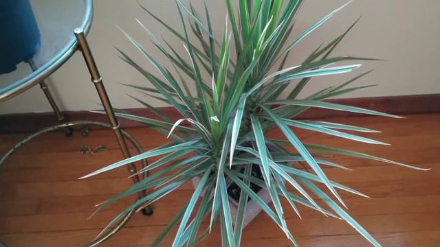 Fall Houseplant Tour // PART 1