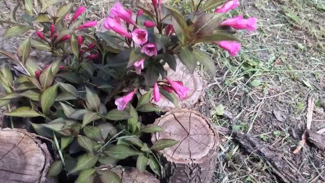Weigela Victoria in May. Вейгела Виктория в цвету в мае