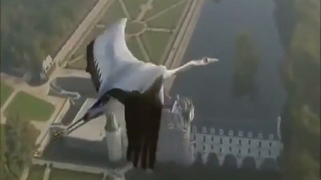 Владимир Асмолов.  Дорога домой.