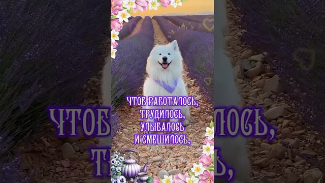 Доброе утро от приюта Четыре лапы Ташкент ♥️🥰🙏