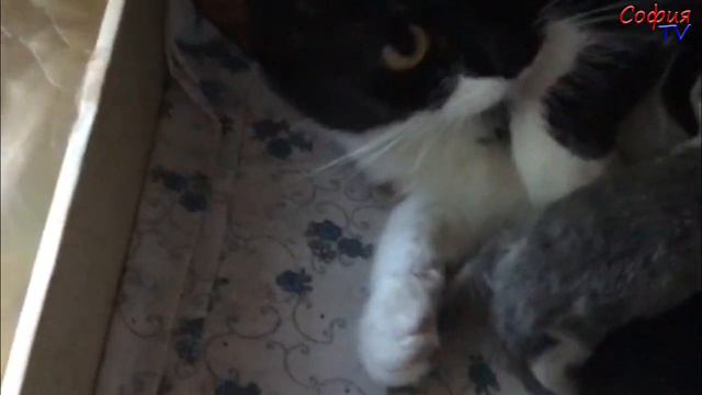 Кошка Айза родила котят!