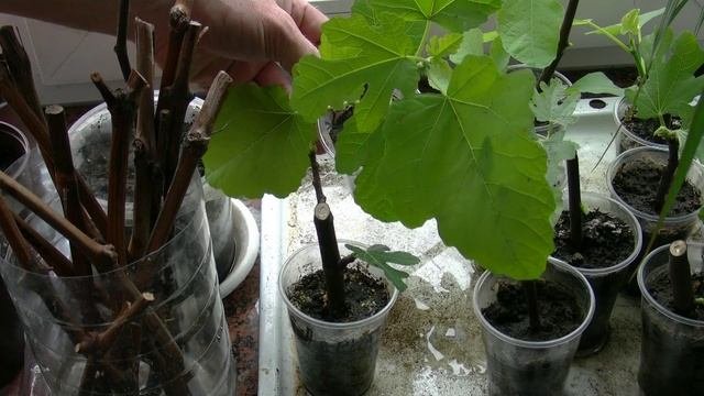 Вегетация саженцев инжира и их сортовые различия.