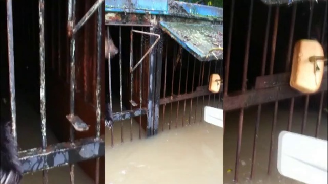 Медведи в зоопарке Уссурийска живые но голодные