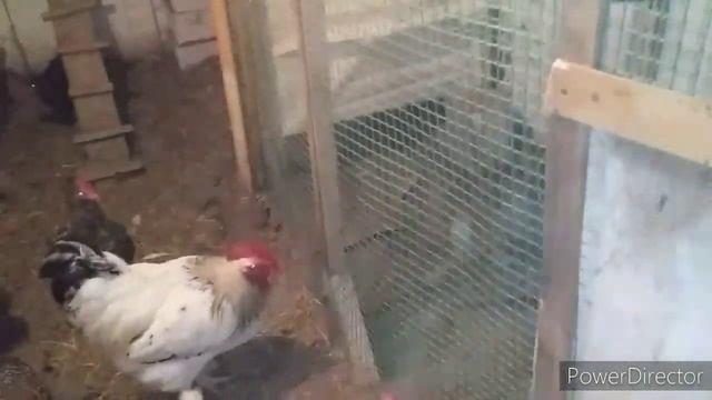 Петухи Работают в Три Смены//Ночная Жизнь в Курятниках