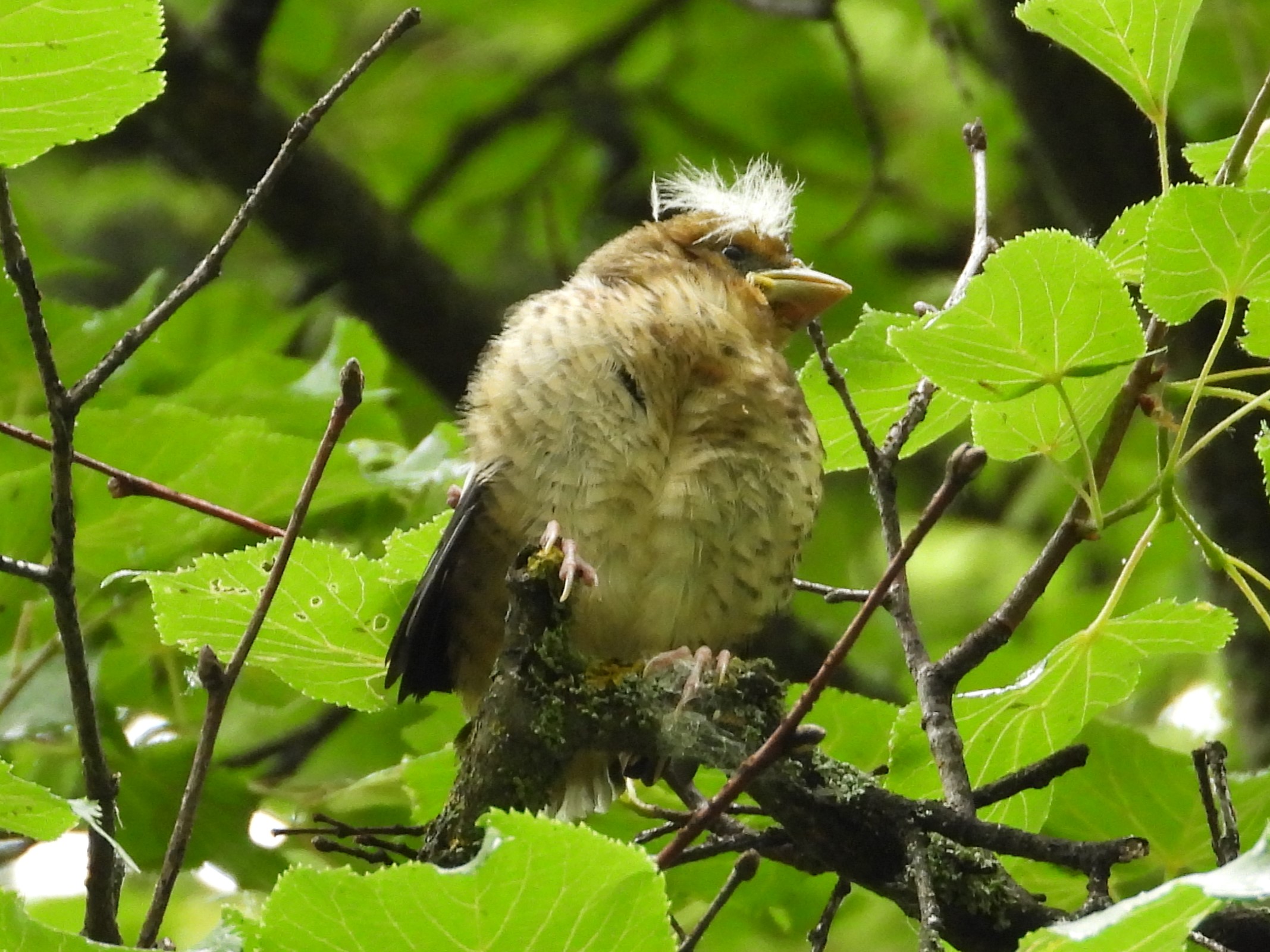 Дубонос птенец, слёток, видео с голосом птицы, наблюдение в Великом Новгороде, 15 июля 2024