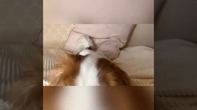 Что нужно к приезду щенка кавалер кинг Чарльз спаниель