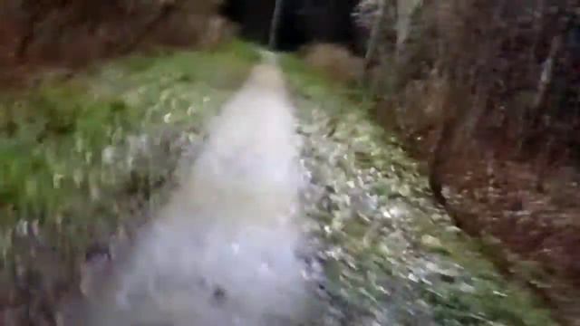 Мы ходим ночью по лесу и тут происходит что то странное