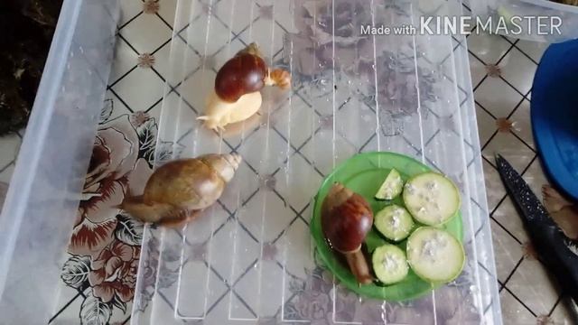 Яйца улиток ахатин
