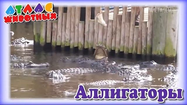 Аллигаторы Атлас животных