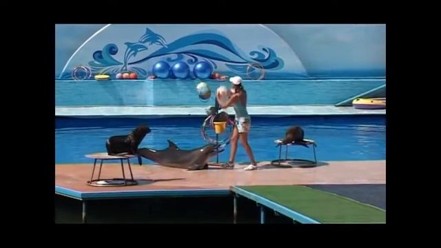 Севастопольский дельфинарий. Морские котики
