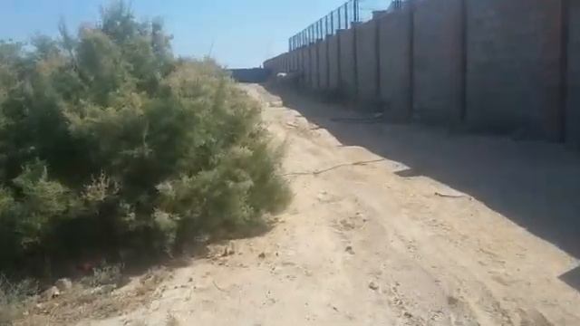 Лошади поедают кустарники на набережной в Актау