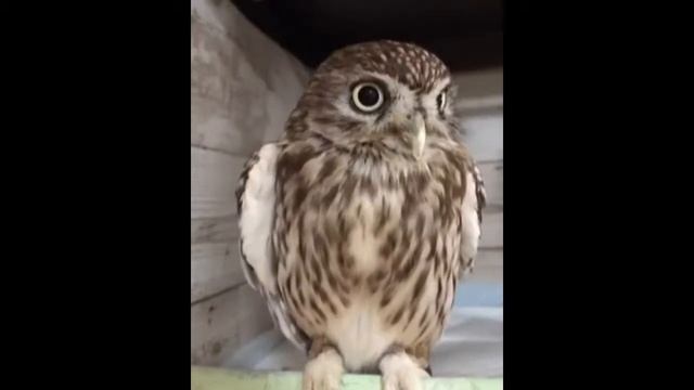 Филин красивый