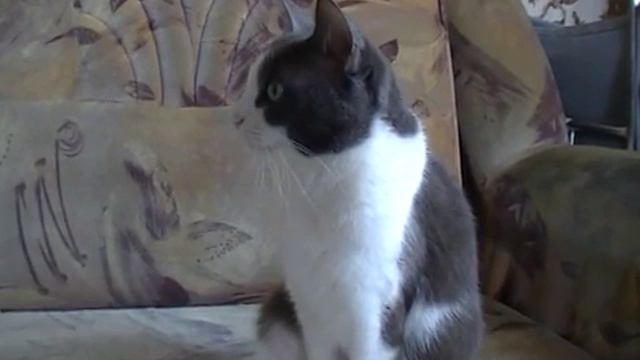 Мои домашние животные