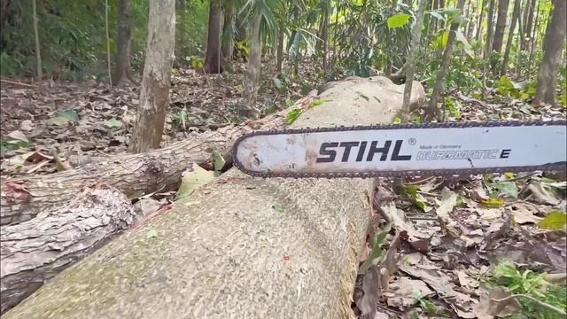 Fast and accurate..!! cut straight and tall albasia trees with the stihl ms 881 chainsaw