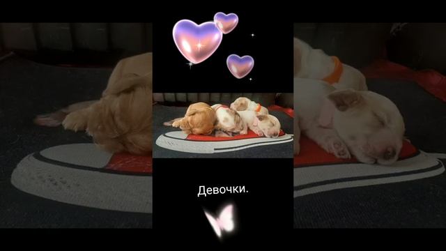 Щенки Английский кокер спаниель