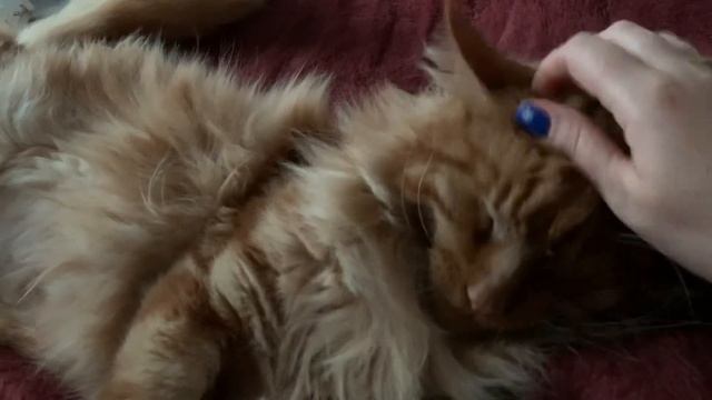 Мейн-Кун Один. Котик и одеяло с подогревом???