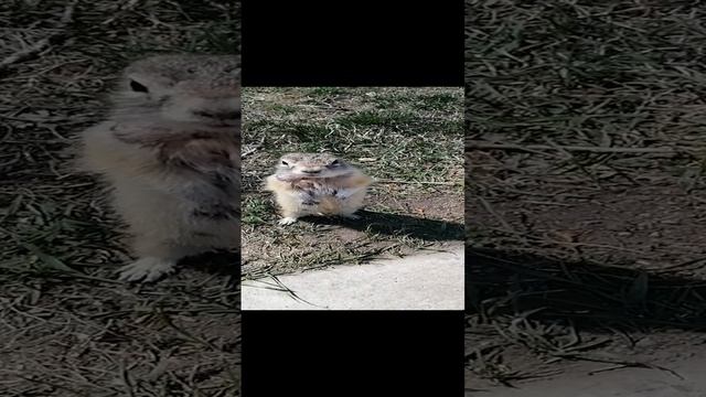 Красноярский Суслик. остров Татышева.mp4