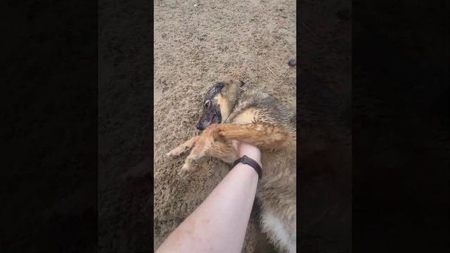03.06.22 кожуховский приют
