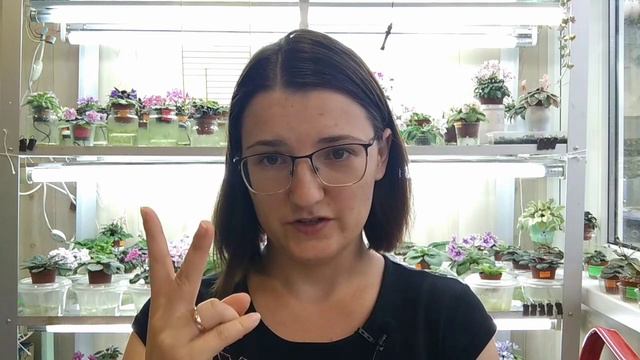 Пересадка наше все, трейлерні сенполії, догляд за фіалкою трейлером.