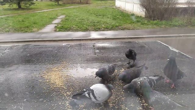 И снова кормлю голубей... Релакс!
