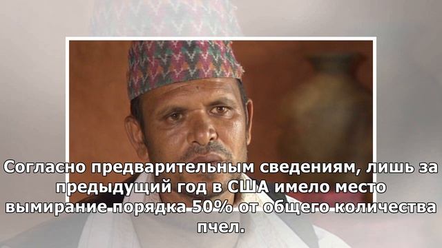 Конец света: Пророчество Эйнштейна набирает обороты: после исчезновения пчел погибнет человечеств..