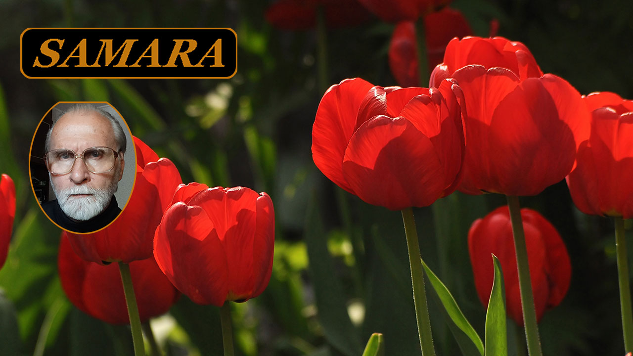 Красные тюльпаны в Самаре. Апрель 2024. Red tulips in Samara. April 2024.