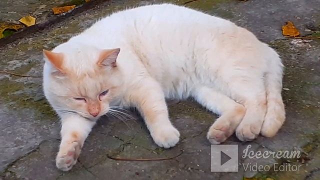 Белый кот рыжий кот  белый кот в черной шапочке и их подруга серая кошка.