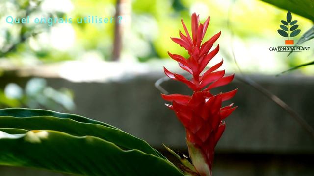Plantes d'Intérieur, VRIESEA: Entretien et arrosage Ep 47