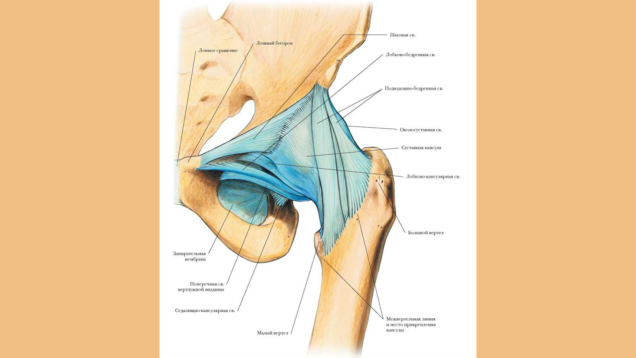 Анатомия тазобедренного сустава человека схема расположения